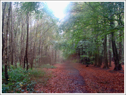 A few Autumn colours