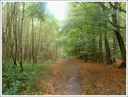 A few Autumn colours