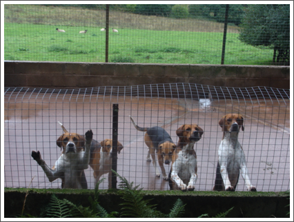 The hounds are ready