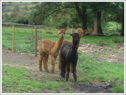 Llamas it is 