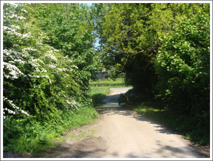 The Ford