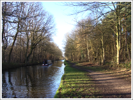 Through Fradley Wood