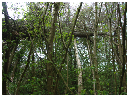 Resting tree
