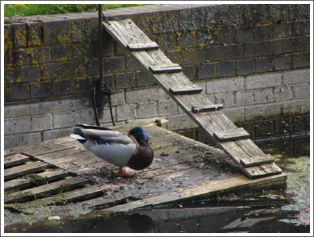 Let sleeping ducks