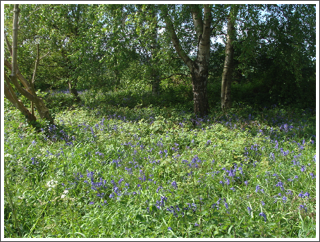 Some bluebells