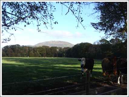 Cutie & The Wrekin