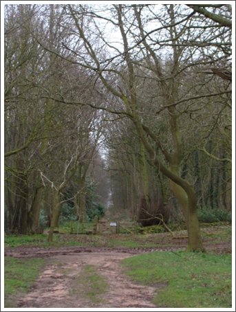 Heath wood