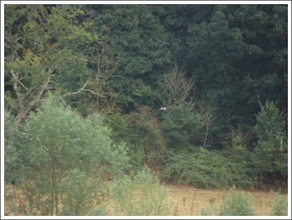 Fleeting heron