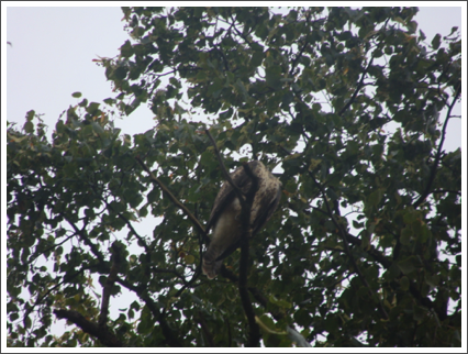 Sitting buzzard