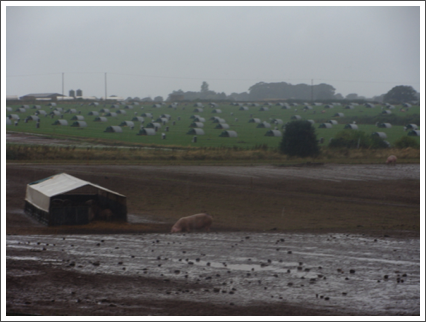 Pigs as far as the eye can see