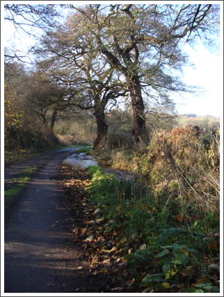 Mill Lane's mill stream